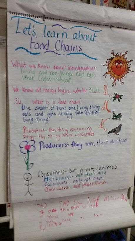 Food Chains Anchor Chart Food Chain Science Anchor