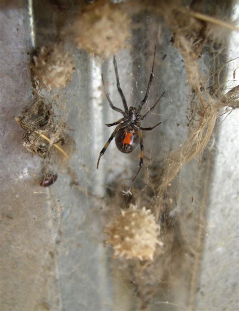 Brown Widow Spiders Hiding In A Log Near You Caes Newswire