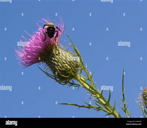 Large Bumble Bee With Flower Stock Photo Alamy