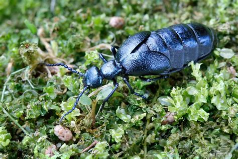 Meloid beetle Photos, Meloid beetle Images, Nature Wildlife Pictures ...