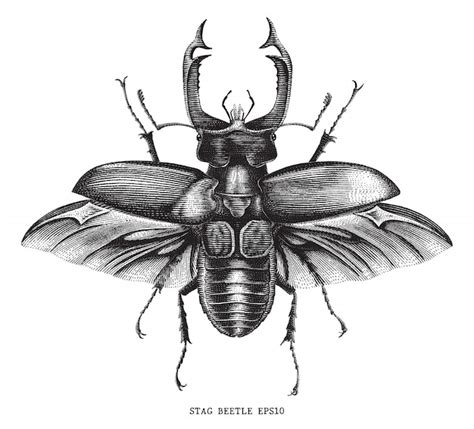 Premium Vector Antique Of Insect Stag Beetle Bug Illustration