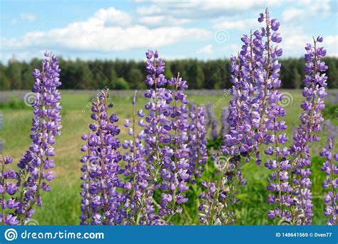 Wild Lupine Blooms In A Field Against The Backdrop Of The Forest