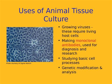 For instance, this will pave ways for better vaccine technology, recombinant protein therapeutics and gene therapy for treatment of genetic disorders. Презентация plant tissue culture and applications