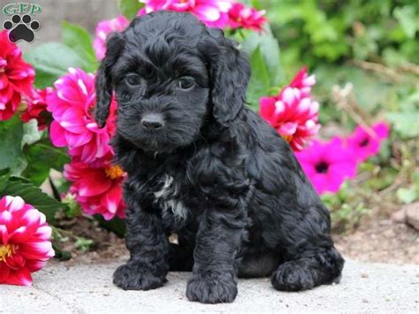 Check spelling or type a new query. Cute Cockapoo Puppy amongst the Spring Flowers in the Park ...