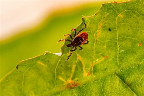 Understanding And Preventing Tick Bites And Lyme Disease Scientific