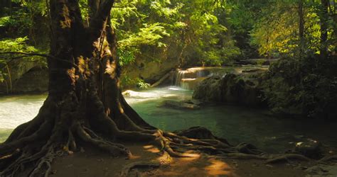 Beautiful Nature Background Of Tropical Forest With Big Old Tree Trunk