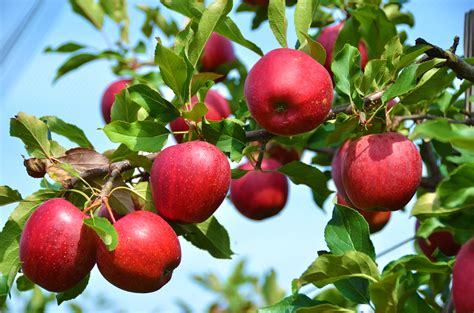 Stayman Winesap Apple Tree Isons Nursery And Vineyard