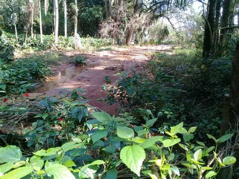 Sppragente Lago Do Parque Ecológico Chico Mendes é Só Lama Há Dois