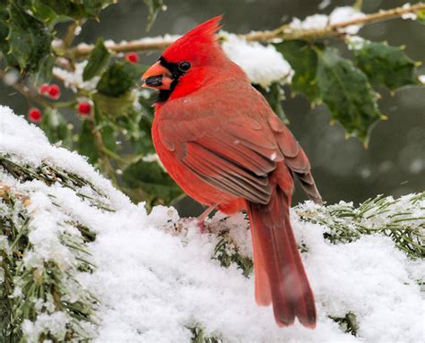 Male Northern Cardinal Photo By Larry Hennessy Be Your Own Birder
