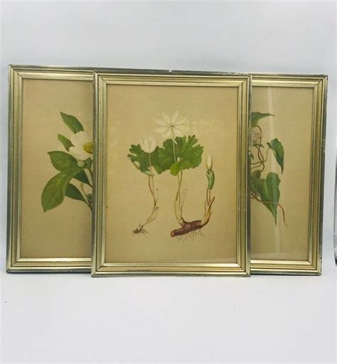 Set 3 Vintage Botanical Framed Prints Horticultural Art Etsy