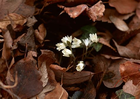 Brown Leaves And White Flowers Wallpaper Gallery