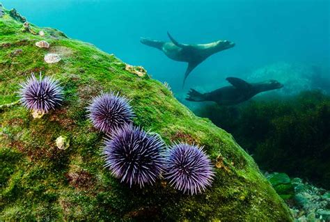 Marine Life Malibu Makos Surf Club