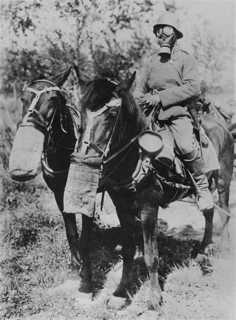 Soldier And Horses Wearing Gas Masks During World War 1 Photo Taken