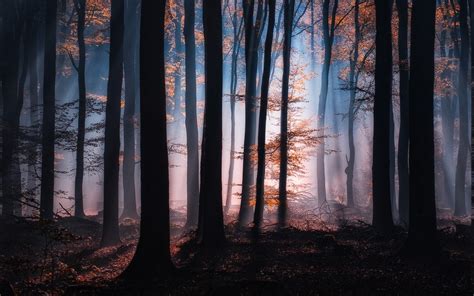 壁纸 树木 景观 森林 秋季 树叶 性质 天空 阴影 科 日出 晚间 早上 薄雾 太阳光线 大气层 黑暗