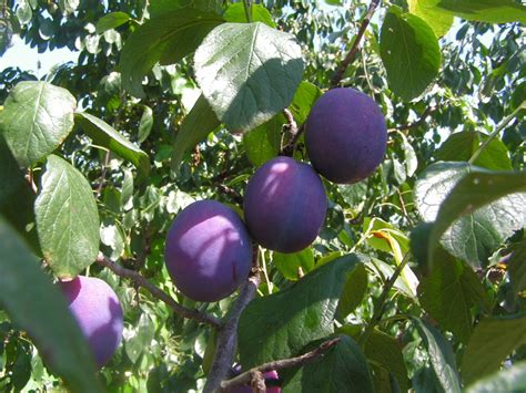 Health Benefits Of The Cooling Prunes Fruit Hubpages