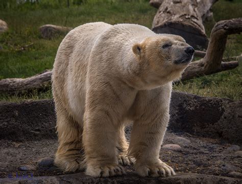 Polar Bear Columbus Zoo And Aquarium Columbus Zoo And Flickr