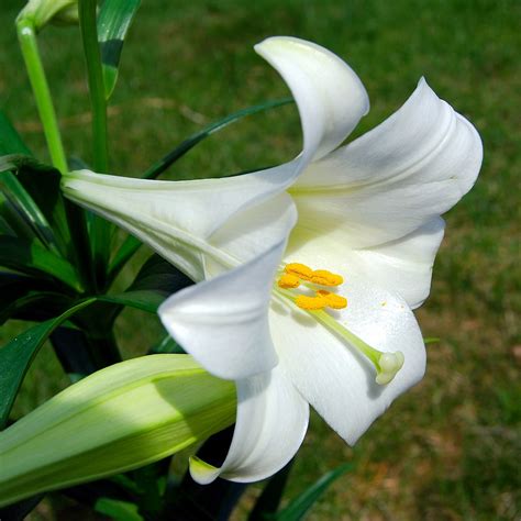 Easter Lily Wiktionary