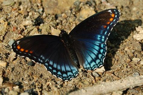 Red Spotted Purple Butterflies Of Alabama · Inaturalist