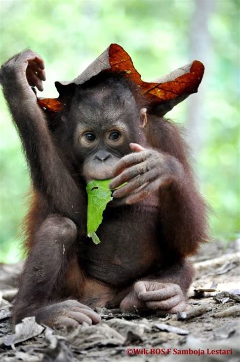 Hiding Under A Leaf Baby Orangutan Baby Animals Cute Baby Animals