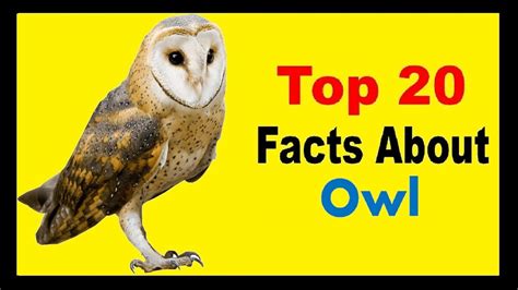 Awesome Facts About Owls Pics With Images Owl Eyes Owl