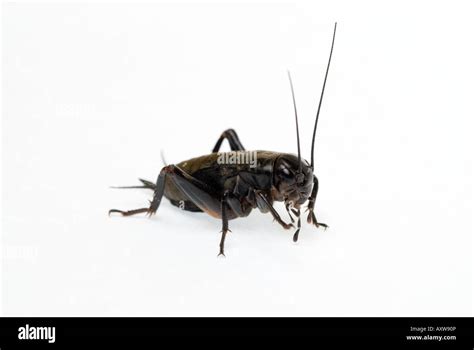 Black Or Field Cricket Gryllus Bimaculatus Stock Photo Alamy