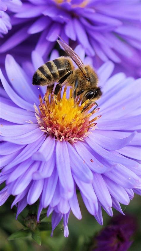 Bee Flower Pollination Iphone 8 Wallpapers Free Download