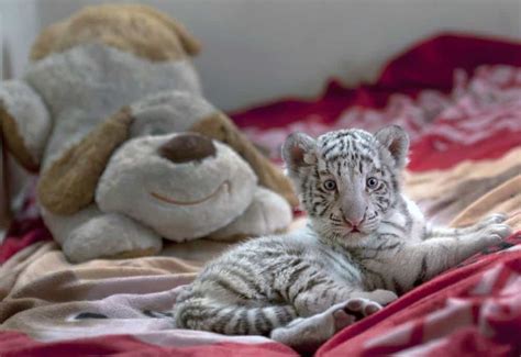 Peru Zoo Welcomes White Bengal Tiger Cub Gagdaily News