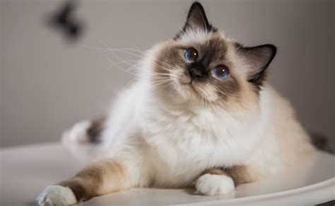 Birmania — aunque la denominación oficial de este país asiático ha adoptado la forma vernácula myanmar, sigue siendo mayoritario y preferible en español el uso del topónimo tradicional birmania. Sagrado de Birmania - Raza de gato - Hola Mascotas