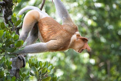 Proboscis Monkey Endemic To The Jungles Of Borneo The Proboscis Monkey