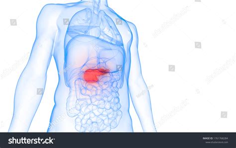 Human Internal Organ Pancreas Anatomy 3d стоковая иллюстрация 1761768284 Shutterstock