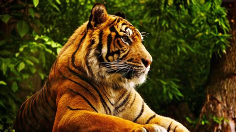 Tiger Tiger Cute Animals 4k Hd Wallpaper Wallpaper Flare