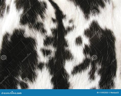 Black And White Fur Stock Image Image Of Black Texture 11592353