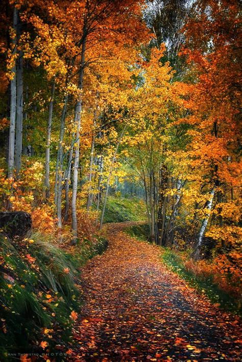 Autumn Pathway By Ann Thomstad On 500px Autumn Scenery Scenery