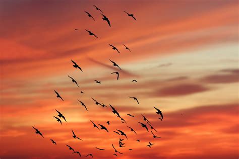 Flock Of Birds Against Sunset Free Photo Download Freeimages