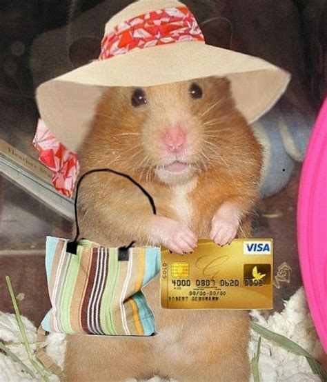 Funny Profile Pics Meme Hamster Pfp Tiktok Canvas Domain