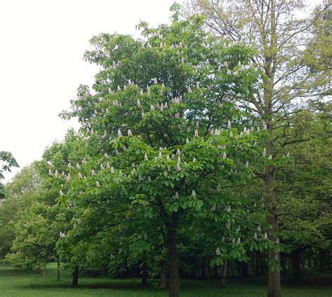 Horse Chestnut Tree At Knighton Park Leicester 2018 Uk By Amanda