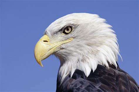 Bald Eagle Head Photograph By David Middleton Pixels