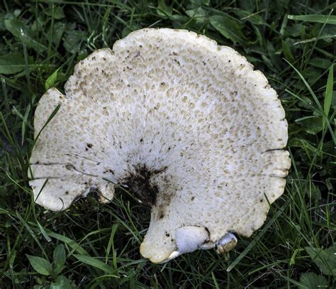 White Mushroom In The Grass Image Free Stock Photo Public Domain