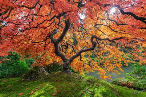 Limited Edition Nature Photography For Sale Aaron Reed