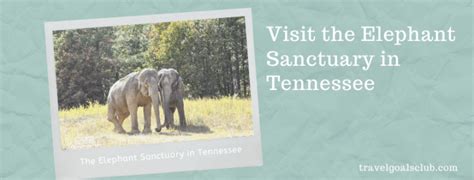 Visit The Elephant Sanctuary In Hohenwald Tn 50 States Traveled
