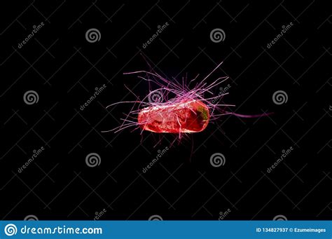 Ecoli Bacteria Cells Stock Image Image Of Micro Disease