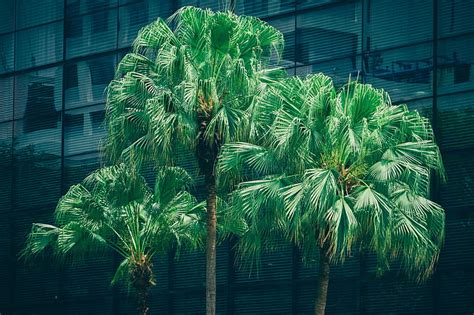 1920x1080px Free Download Hd Wallpaper Green Sago Tree Palms