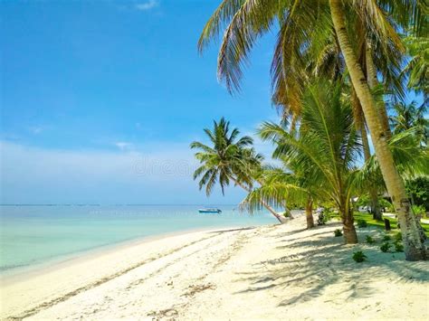 Exotic Tropical Beach With Palms And Sand Stock Image Image Of