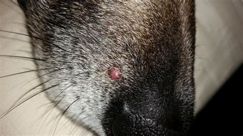 A Bump On My Dog That Look Like A Tick