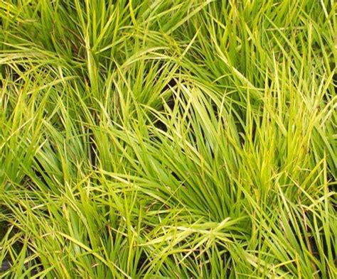Fotos De Ornamental Grasses Of Puget Sound Nursery Plantas Estados