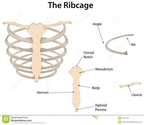There are twelve pairs of ribs. Anatomy Of The Ribs And Sternum | MedicineBTG.com