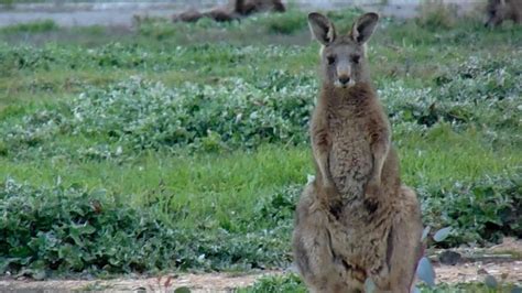 How To Spot The Sex Of A Kangaroo Youtube