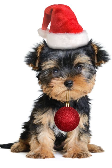 Yorkshire Terrier Dog In The Santa Hat Isolated On Whitemerry