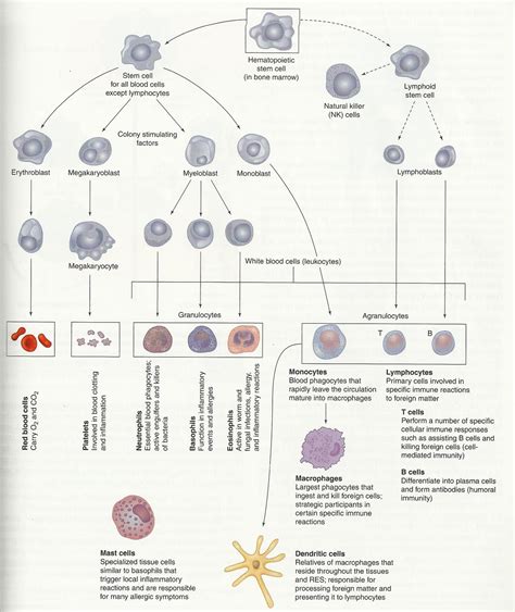 The Development Of Blood Cells And Platelets