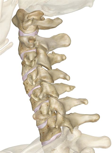 Cervical Vertebrae Spine Diagram